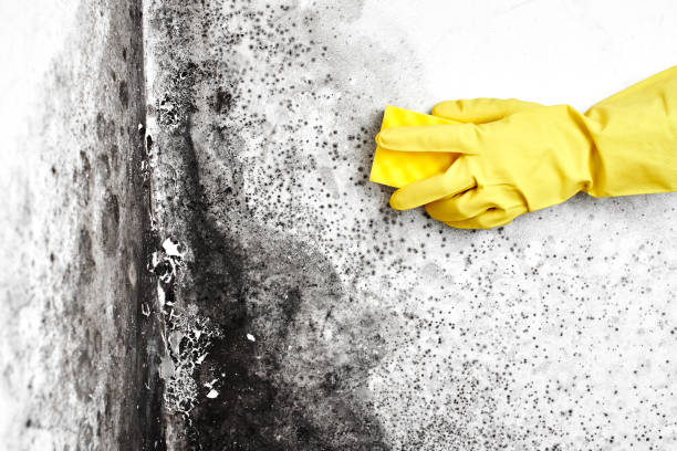 Best Environmental Consulting for Mold Prevention  in Falling Waters, WV