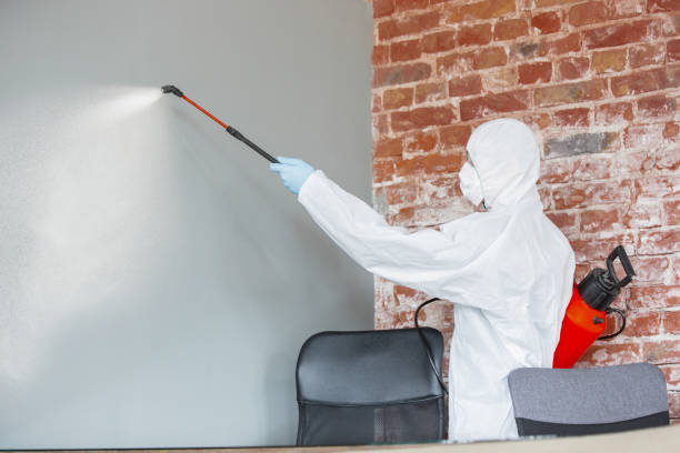 Best Black Mold Removal  in Falling Waters, WV